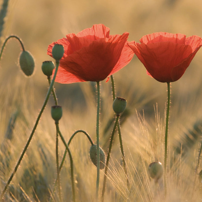 Zwei schöne Mohnblumen, Glasbild Quadratisch