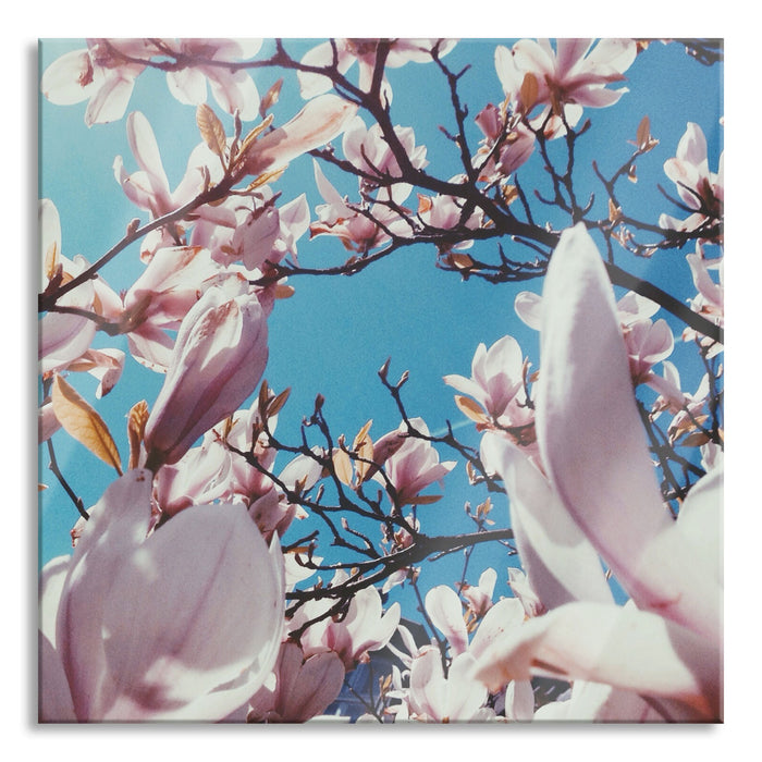 Pixxprint Zarte Rosa Magnolie Blüten, Glasbild Quadratisch