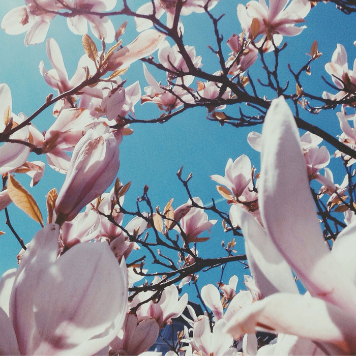 Zarte Rosa Magnolie Blüten, Glasbild Quadratisch