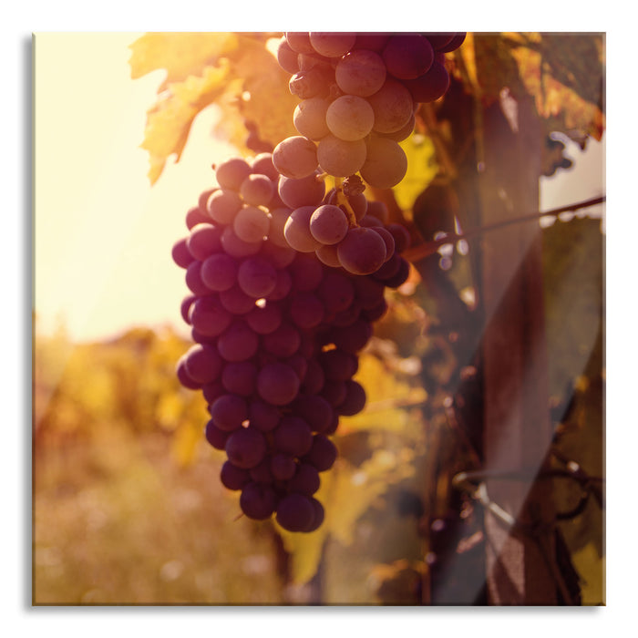 Pixxprint Weinberg im Abendlicht, Glasbild Quadratisch