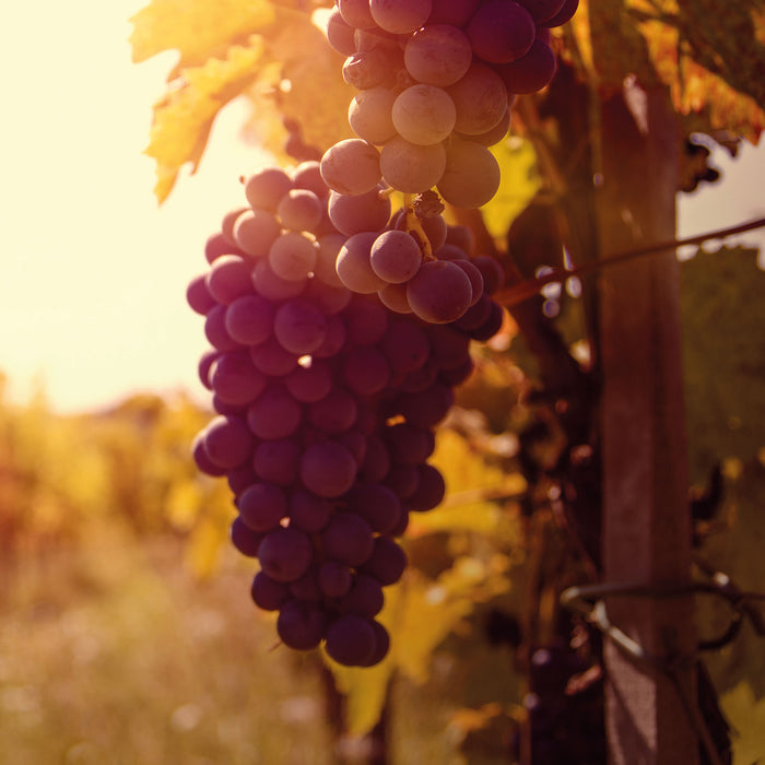 Weinberg im Abendlicht, Glasbild Quadratisch