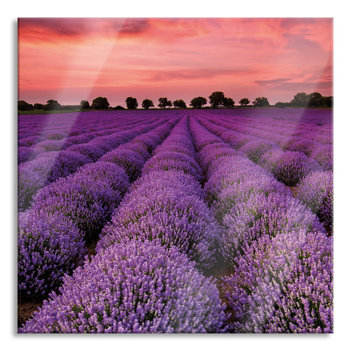 Wunderschöne Lavendel Provence, Glasbild Quadratisch