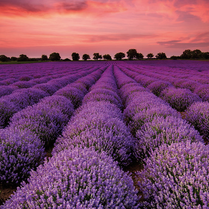 Wunderschöne Lavendel Provence, Glasbild Quadratisch