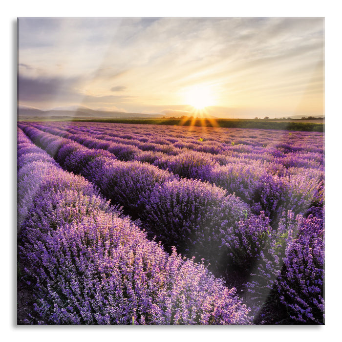 Traumhafte Lavendel Provence, Glasbild Quadratisch