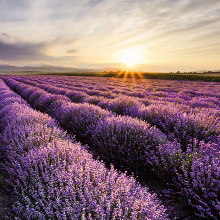 Traumhafte Lavendel Provence, Glasbild Quadratisch