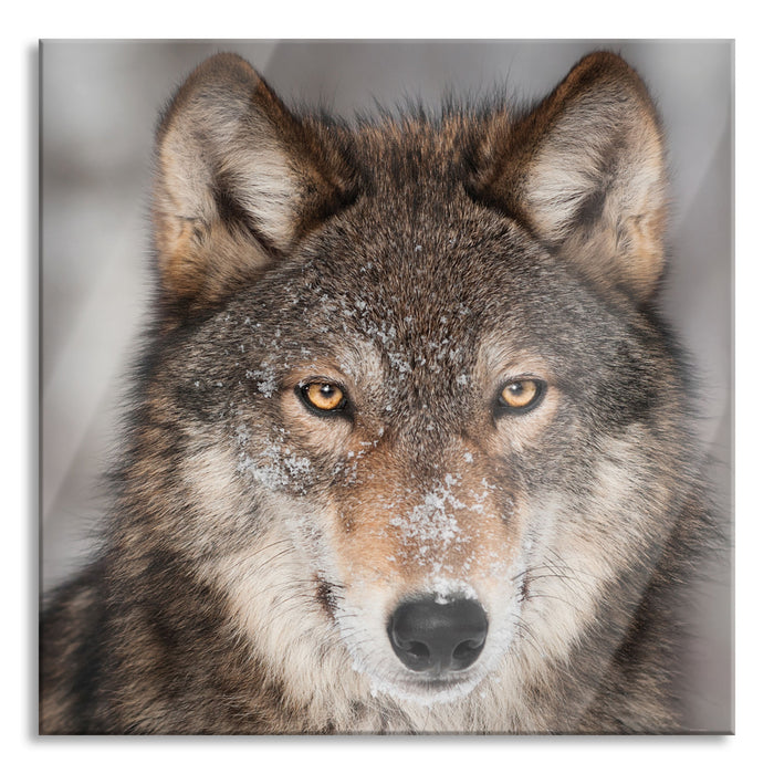 Wachsamer Wolf, Glasbild Quadratisch