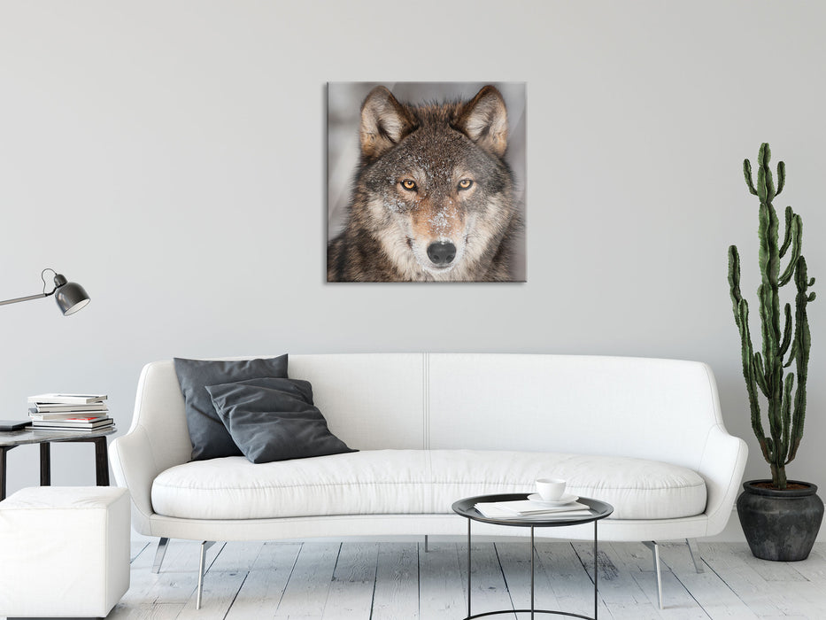 Wachsamer Wolf, Glasbild Quadratisch