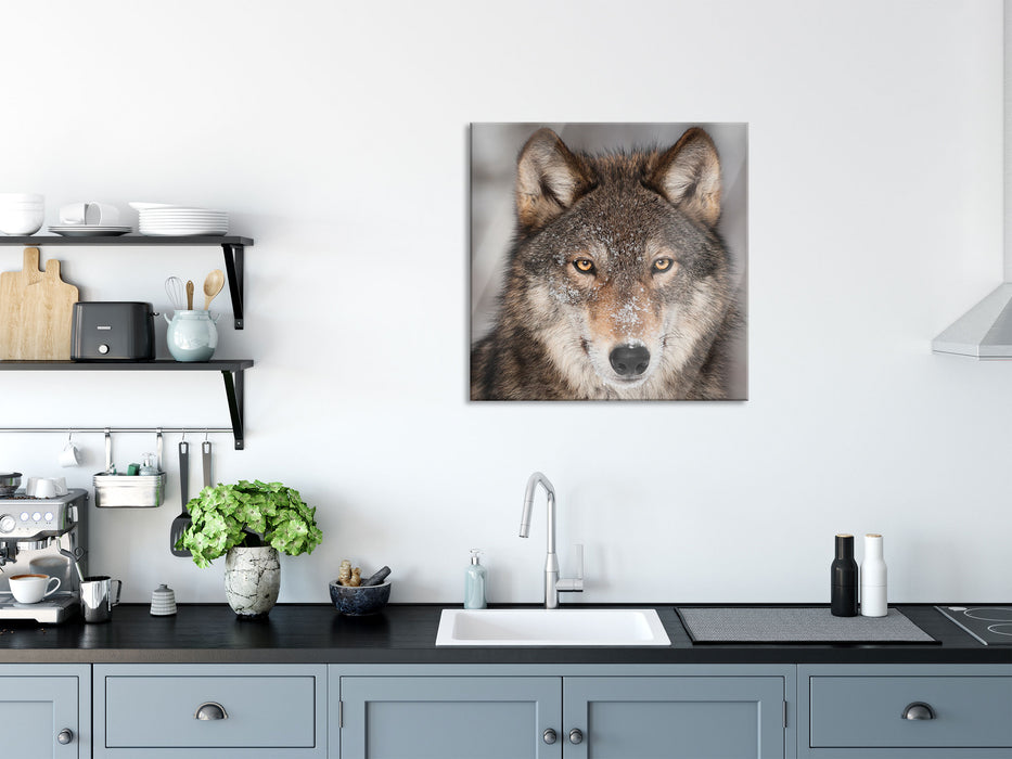 Wachsamer Wolf, Glasbild Quadratisch