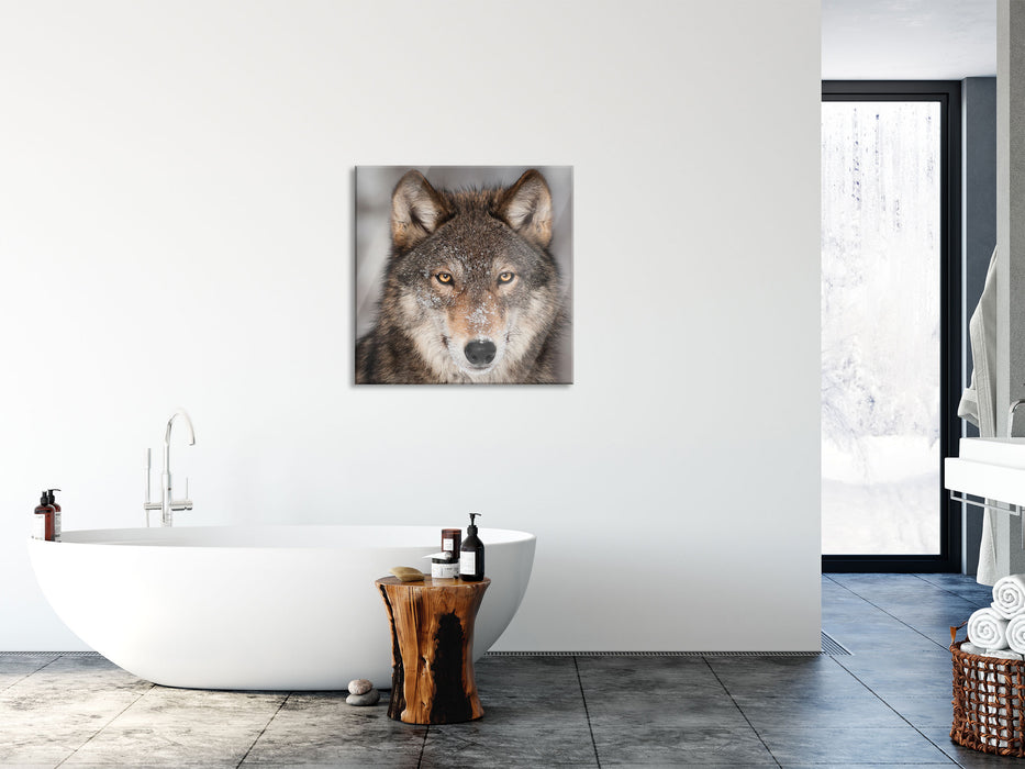 Wachsamer Wolf, Glasbild Quadratisch