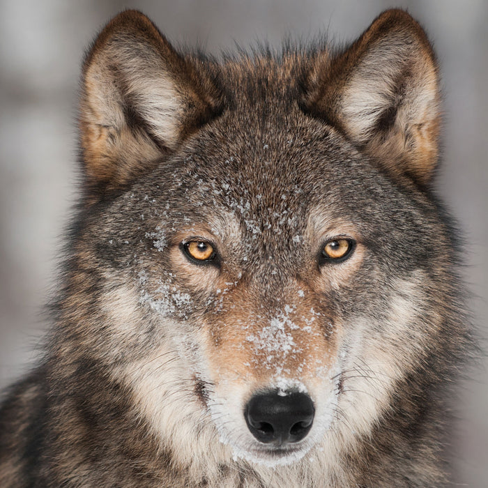 Wachsamer Wolf, Glasbild Quadratisch