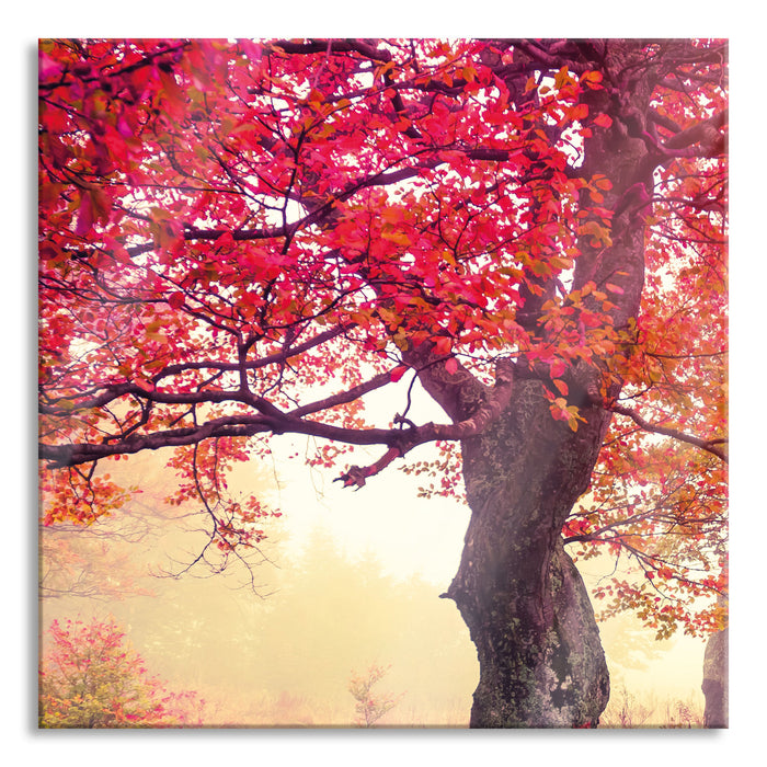 Pixxprint Traumhafte Herbstlandschaft, Glasbild Quadratisch