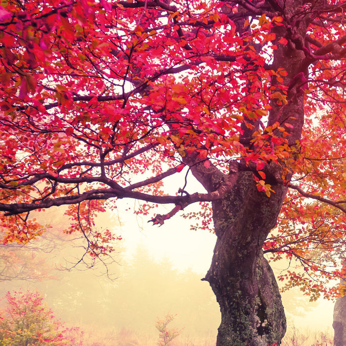 Traumhafte Herbstlandschaft, Glasbild Quadratisch