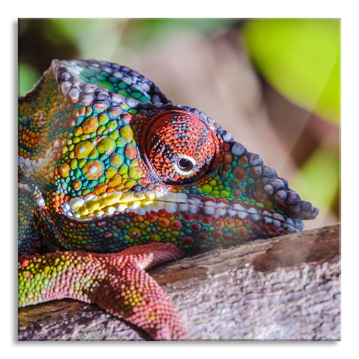 Chamäleon aus Madagaskar, Glasbild Quadratisch