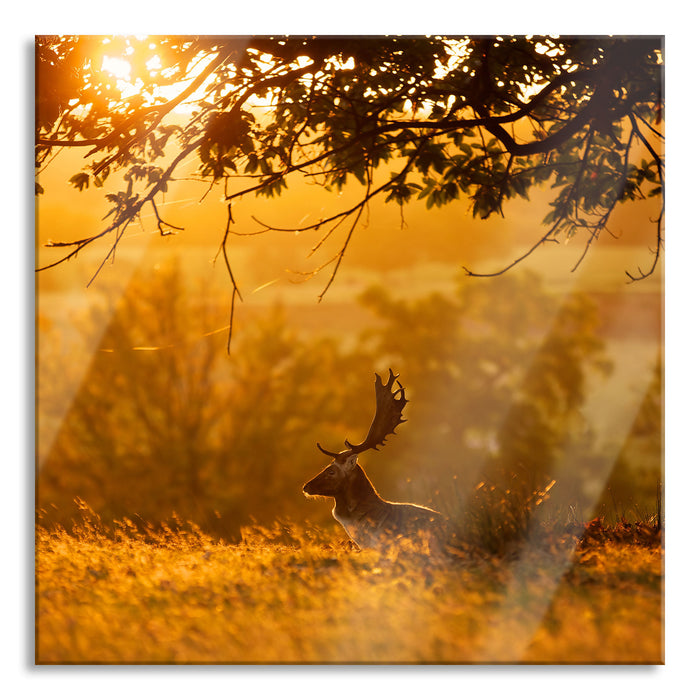 Damhirschbock Herbstmorgen, Glasbild Quadratisch