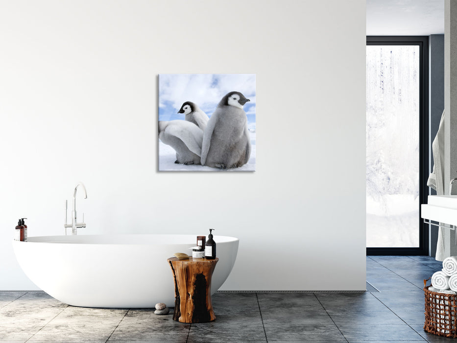 Kaiserpinguin Gruppe, Glasbild Quadratisch