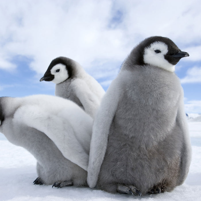 Kaiserpinguin Gruppe, Glasbild Quadratisch