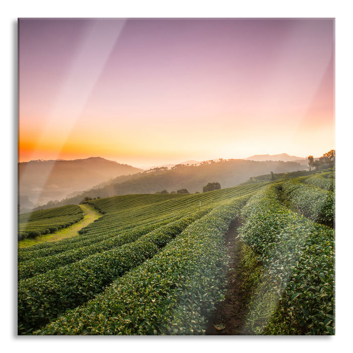 Sonnenaufgang Teeplantage Thailand, Glasbild Quadratisch