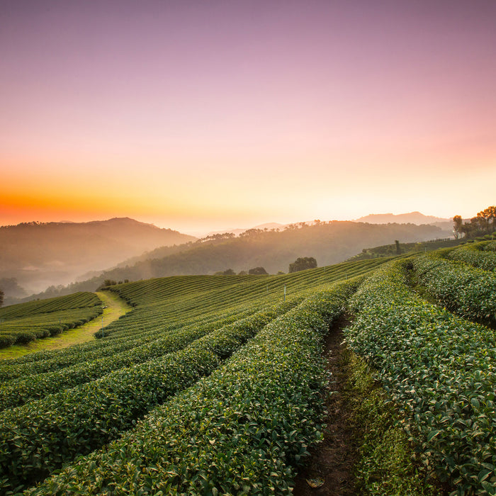 Sonnenaufgang Teeplantage Thailand, Glasbild Quadratisch