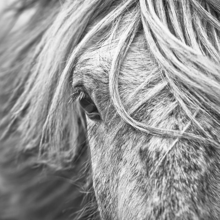 Islandpony in den Westfjorden, Glasbild Quadratisch