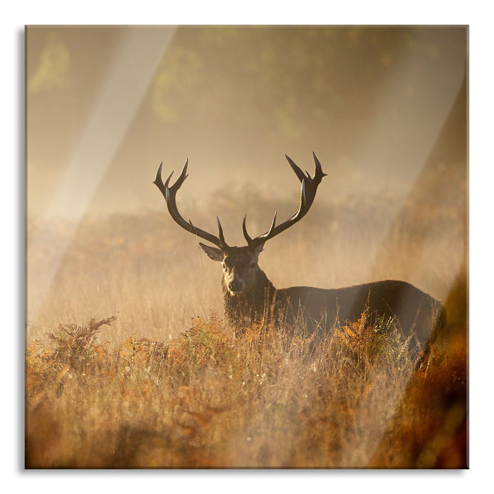 Rotwild Hirsch im Nebel, Glasbild Quadratisch