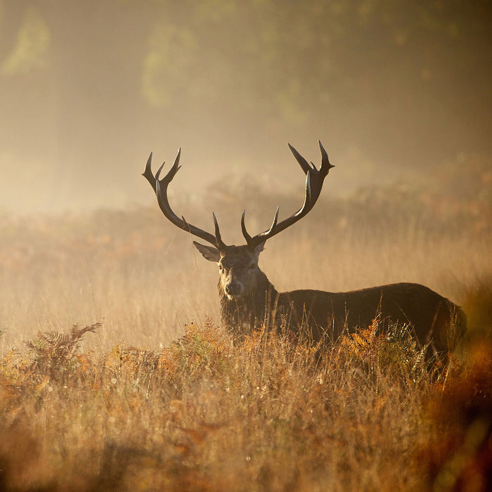 Rotwild Hirsch im Nebel, Glasbild Quadratisch