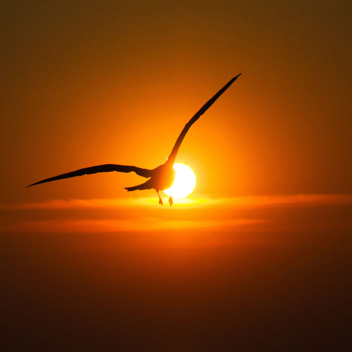 Möwe fliegt in den Sonnenuntergang, Glasbild Quadratisch