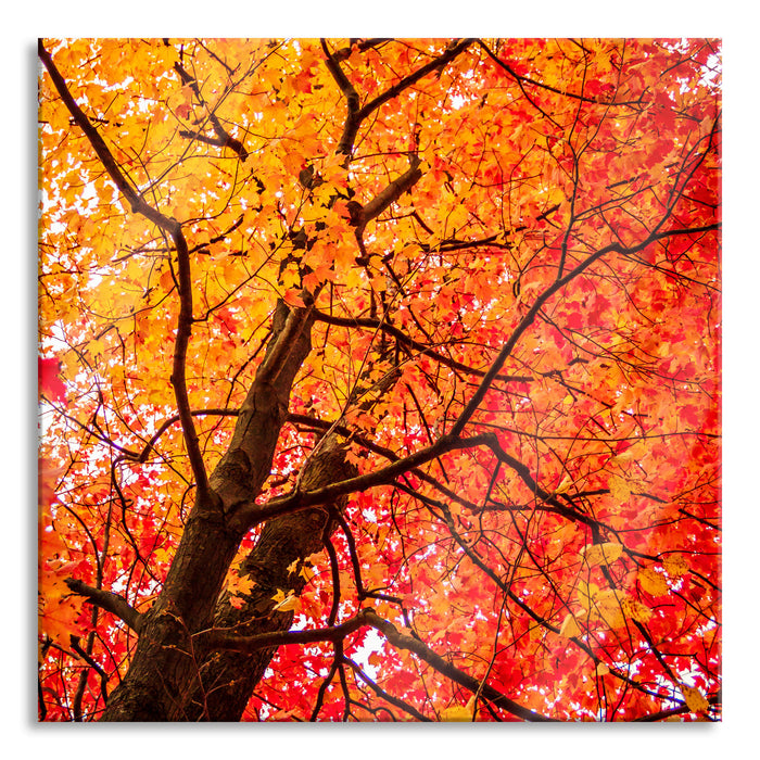 Feurige Herbstblätter, Glasbild Quadratisch