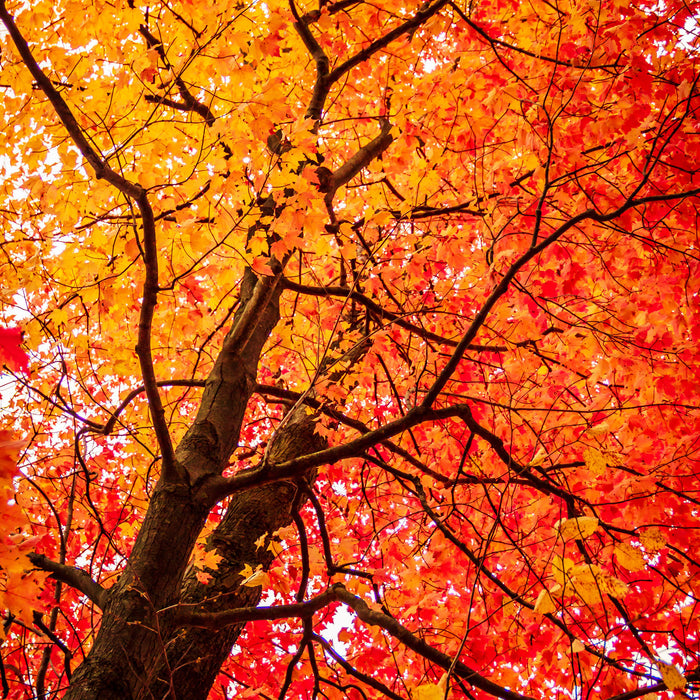 Feurige Herbstblätter, Glasbild Quadratisch