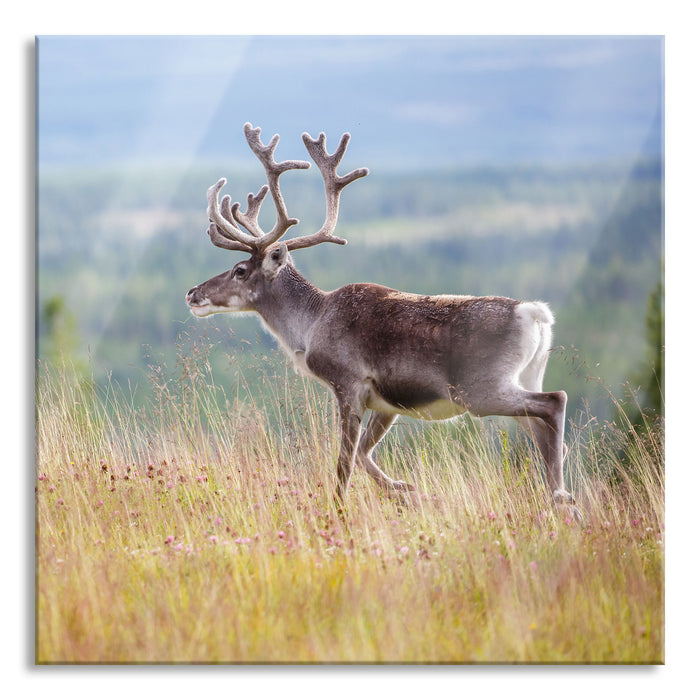 Pixxprint Rentier in Norwegen, Glasbild Quadratisch