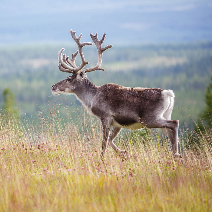 Rentier in Norwegen, Glasbild Quadratisch