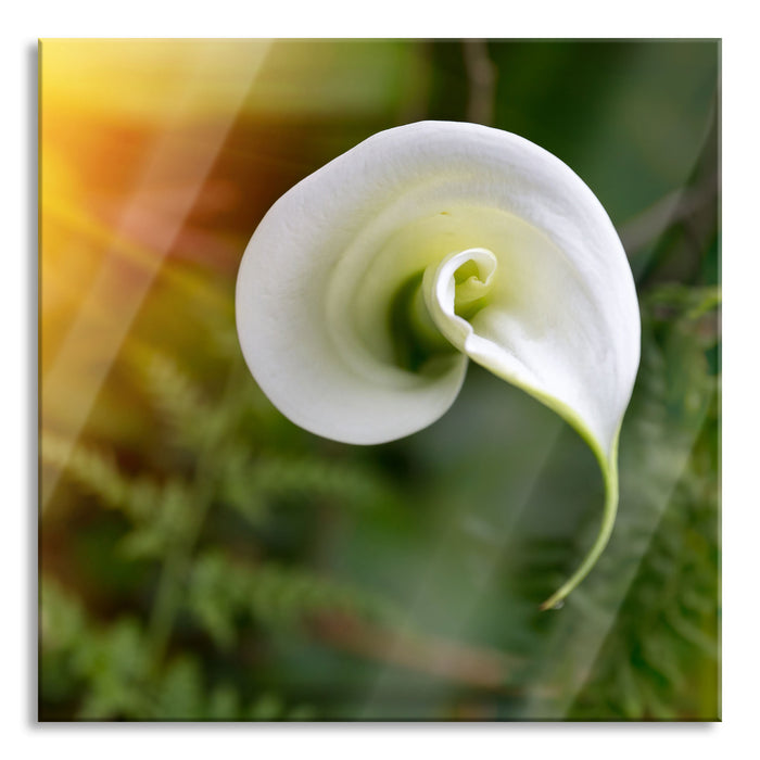 Pixxprint Calla Lilie Blüte, Glasbild Quadratisch