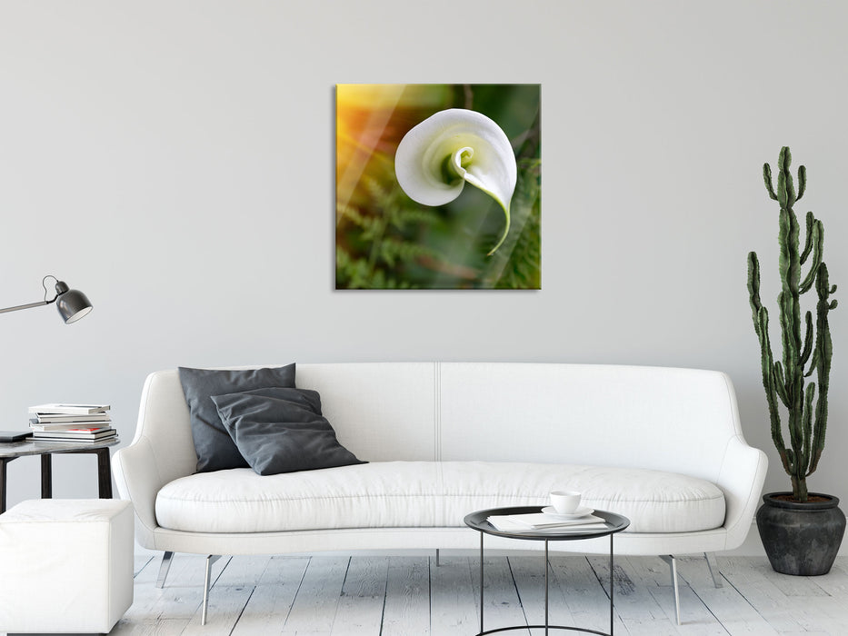 Calla Lilie Blüte, Glasbild Quadratisch