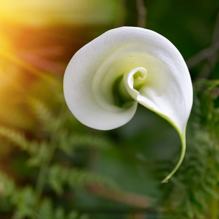 Calla Lilie Blüte, Glasbild Quadratisch