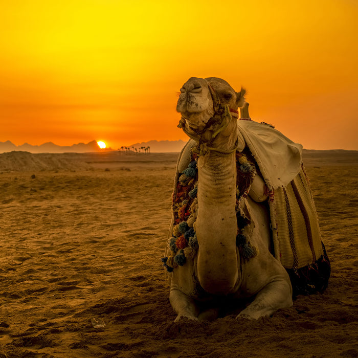 Kamel in Wüste bei Sonnenaufgang, Glasbild Quadratisch