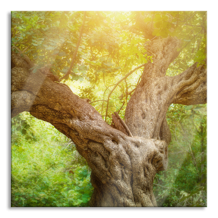 Pixxprint Mächtiger Baum im Wald, Glasbild Quadratisch