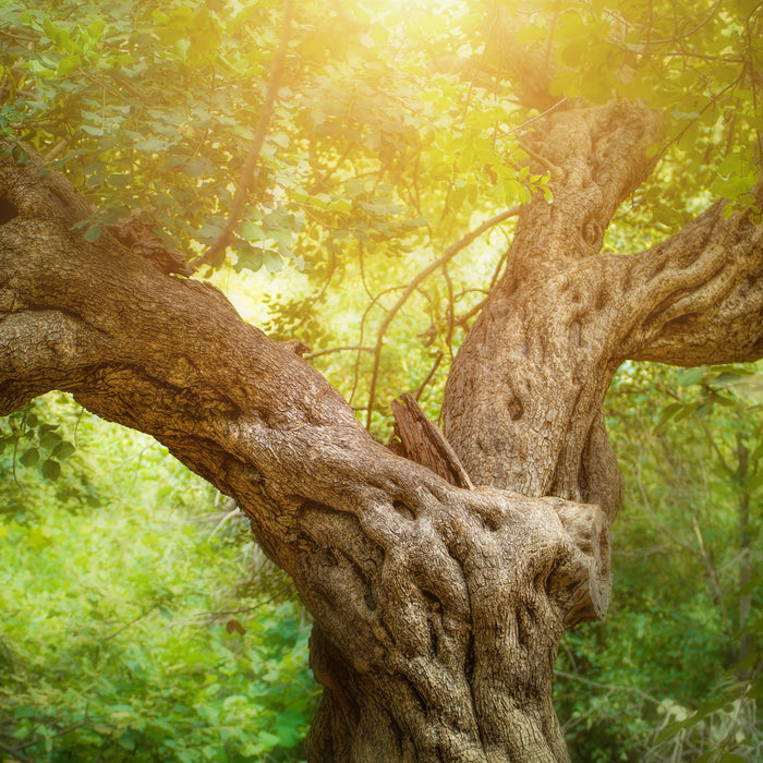 Mächtiger Baum im Wald, Glasbild Quadratisch