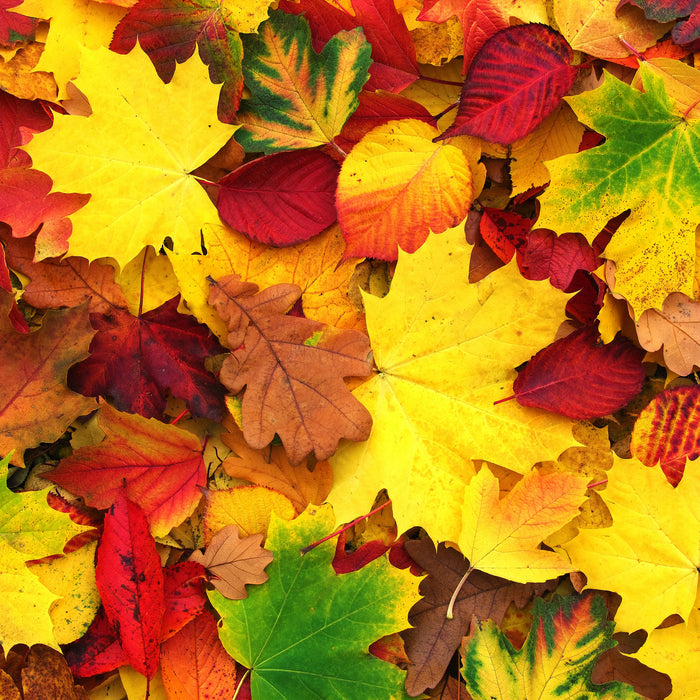 Herbstblätter, Glasbild Quadratisch