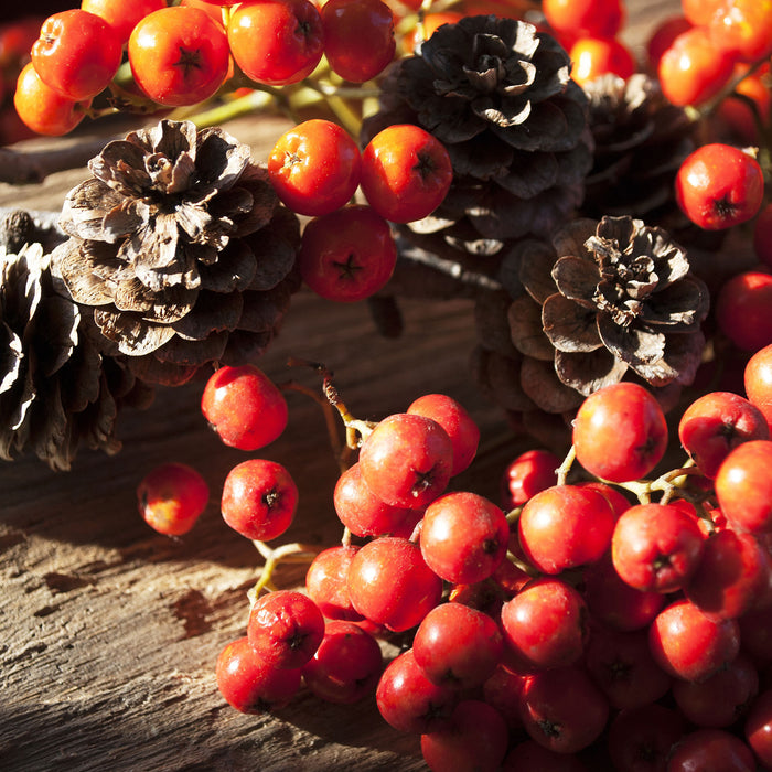 Vogelbeeren und Tannenzapfen, Glasbild Quadratisch