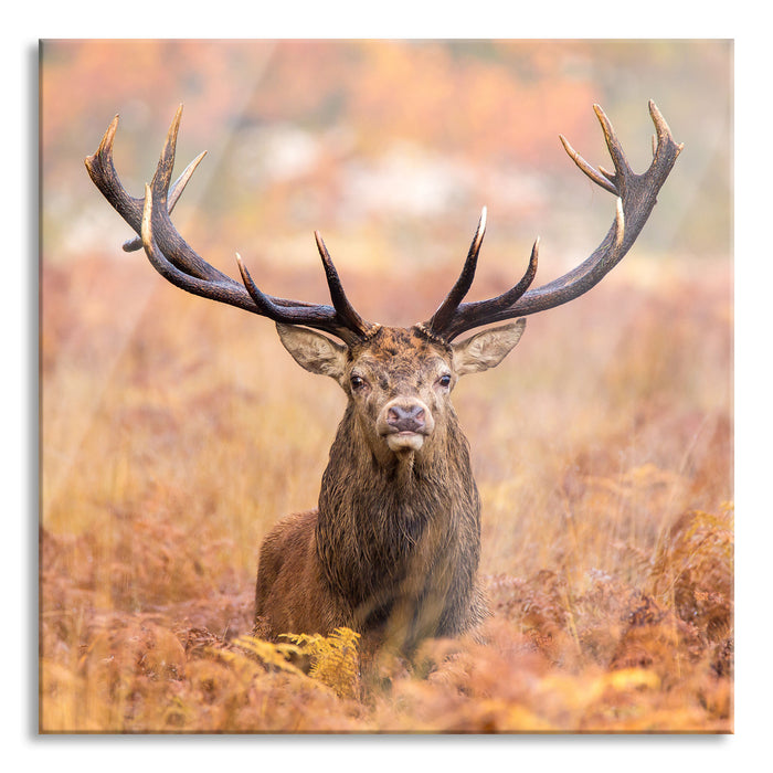 Großer Hirsch im Feld, Glasbild Quadratisch