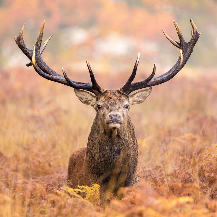 Großer Hirsch im Feld, Glasbild Quadratisch