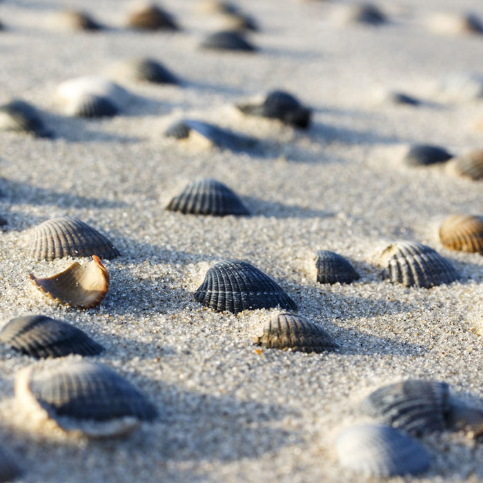 Muscheln im Sand, Glasbild Quadratisch