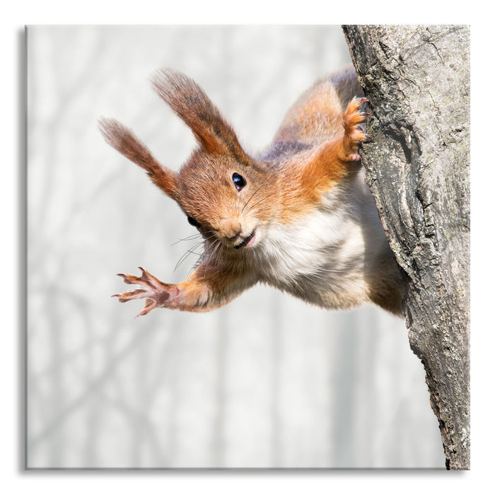 Neugierig rotes Eichhörnchen, Glasbild Quadratisch