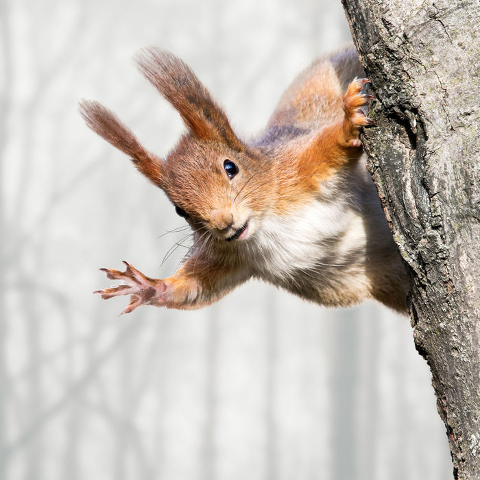 Neugierig rotes Eichhörnchen, Glasbild Quadratisch