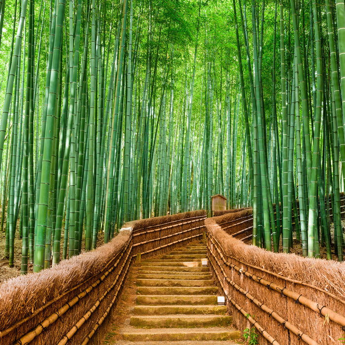 Kyoto Japan Bambuswald, Glasbild Quadratisch