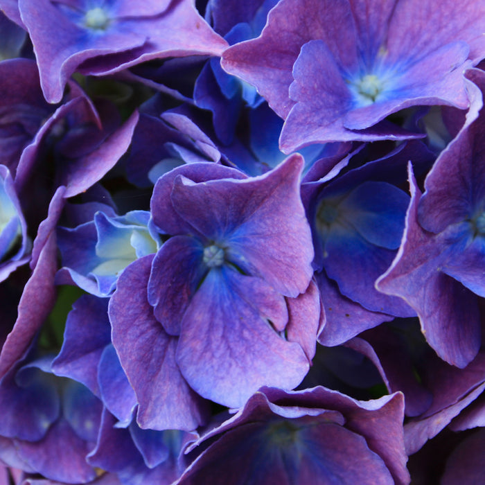 Blaue Hortensien Blüte, Glasbild Quadratisch