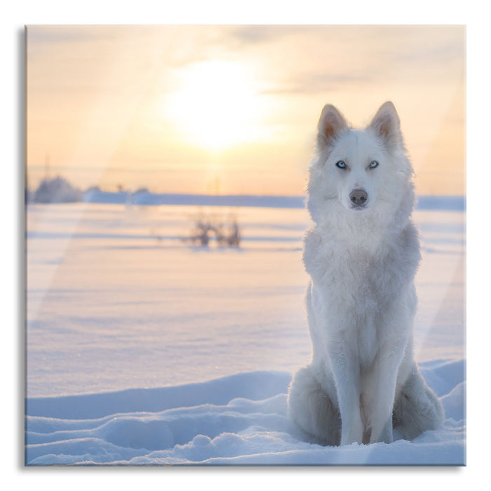 Weißer Wolf im Schnee, Glasbild Quadratisch