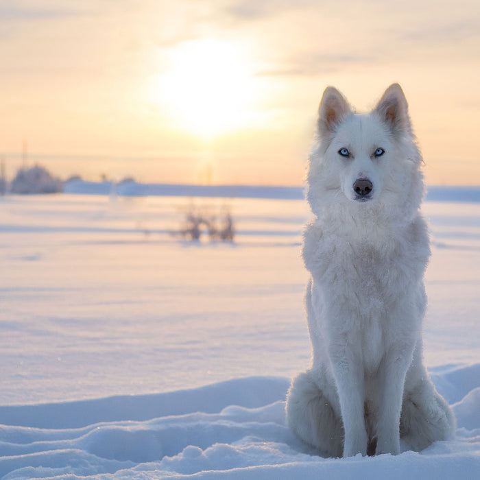 Weißer Wolf im Schnee, Glasbild Quadratisch