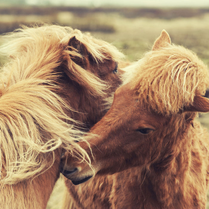 Islandpferde Pony, Glasbild Quadratisch