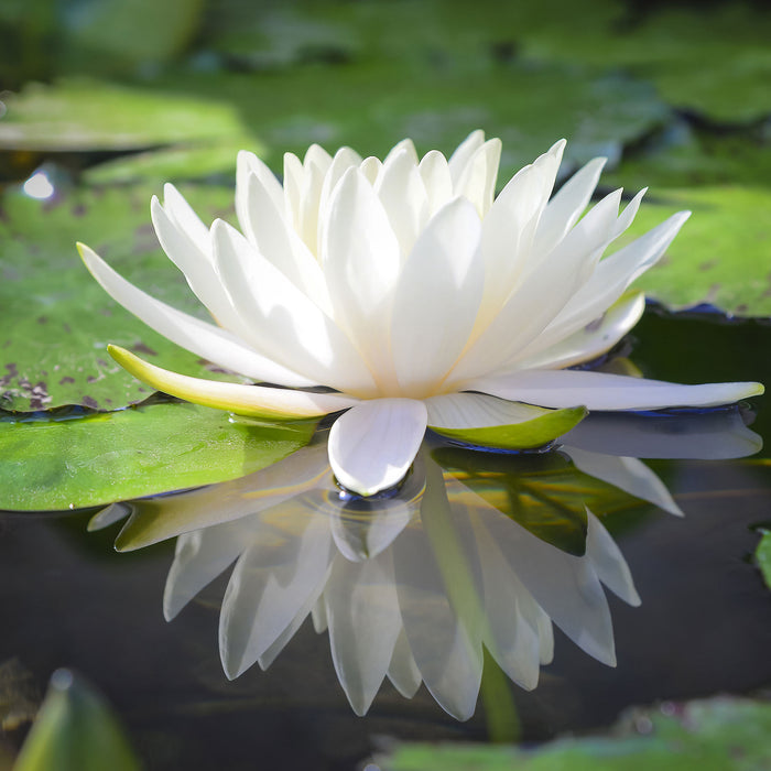 Weiße Lotusblume im Wasser, Glasbild Quadratisch