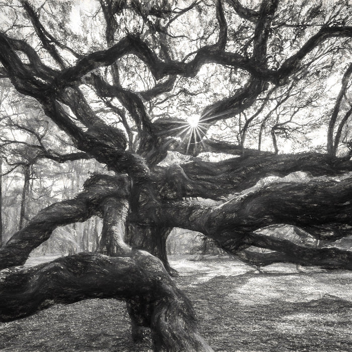 Baum, Glasbild Quadratisch